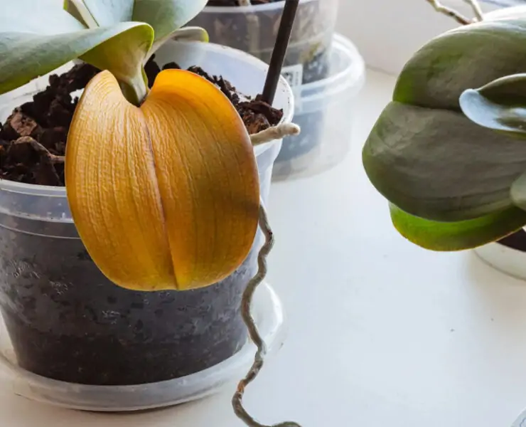 orchid yellow leaves