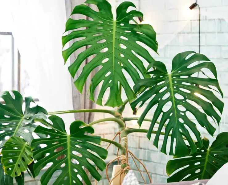 monstera big leaves
