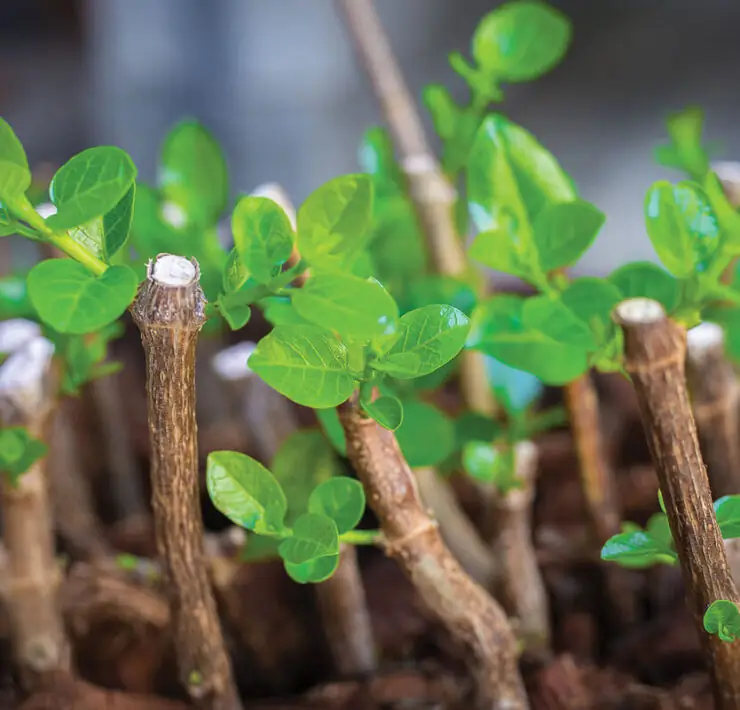 stem cuttings propagation