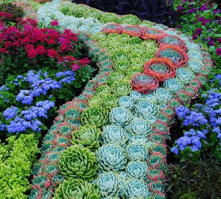 magical path succulent garden