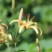 types of lily plants