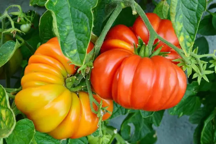 Heirloom Varieties