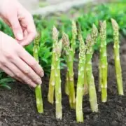 growing asparagus
