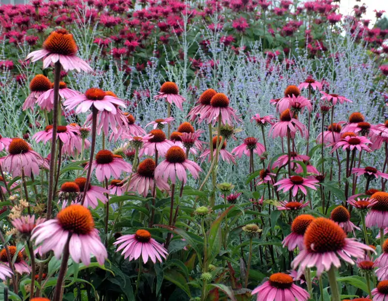 Giant Coneflower
