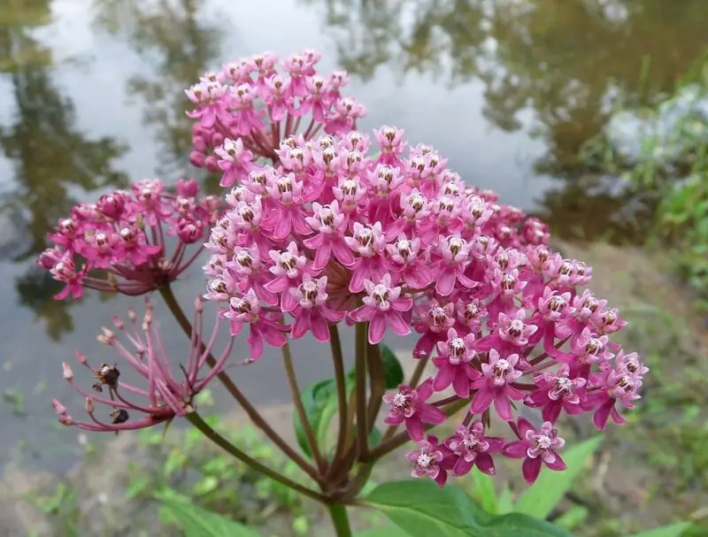 Swamp Milkweed
