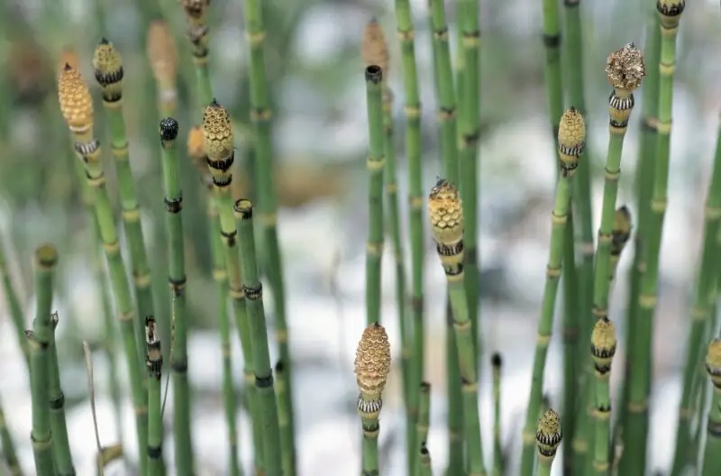 Water Horsetail