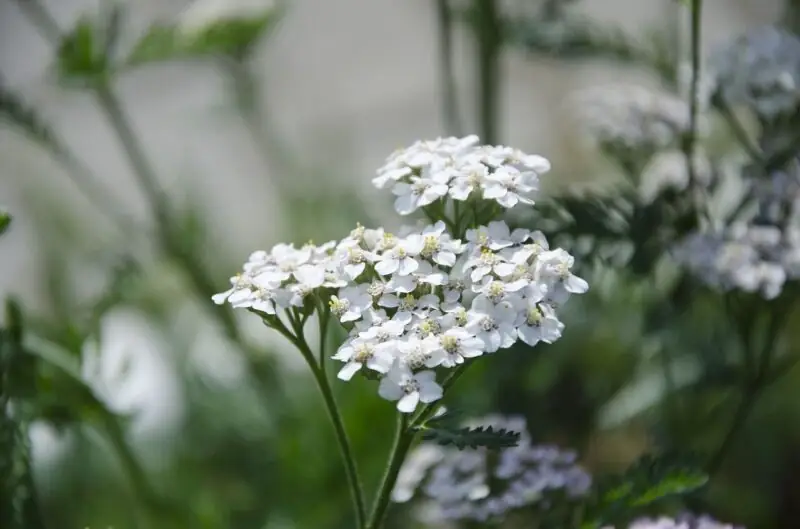 Yarrow plant