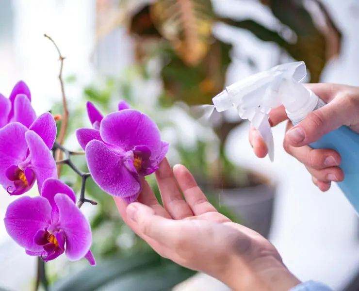 orchid flower watering process