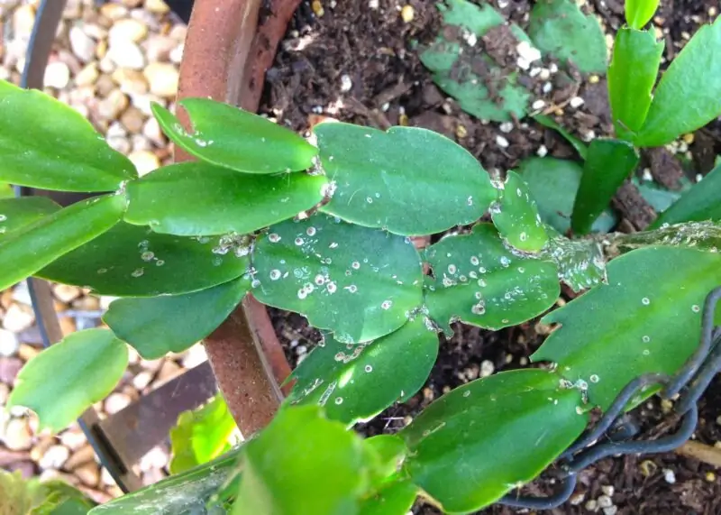 white spots on cactus